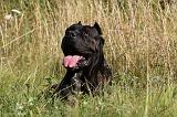 CANE CORSO 907